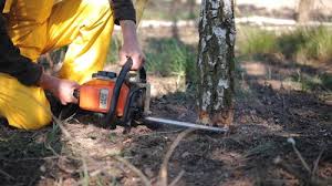 How Our Tree Care Process Works  in  Capitol Heights, MD