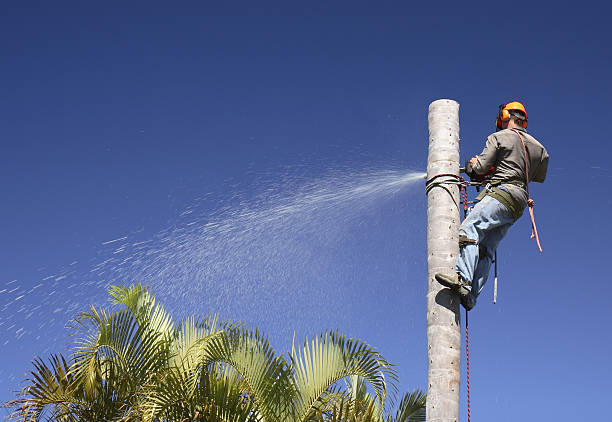 Capitol Heights, MD Tree Care Company